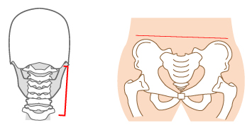 首、骨盤イメージ